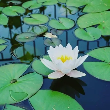 Casa Borio Отель типа 